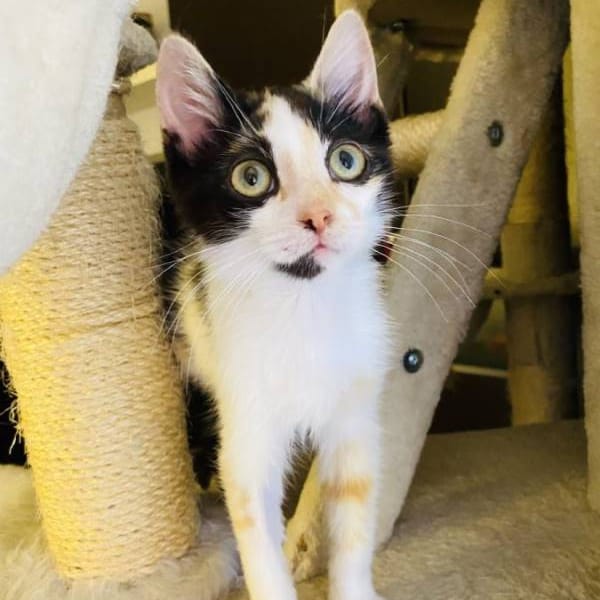 Pintitas — Gato Común Europeo