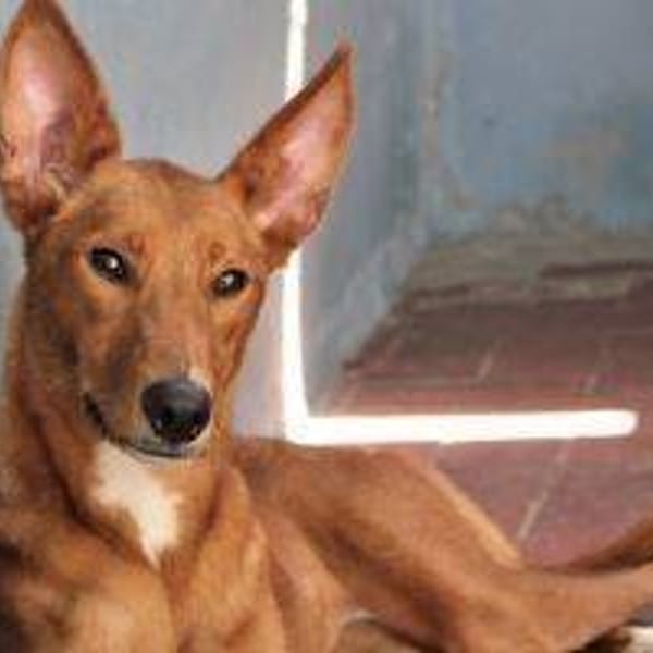Maja — Podenco Canario