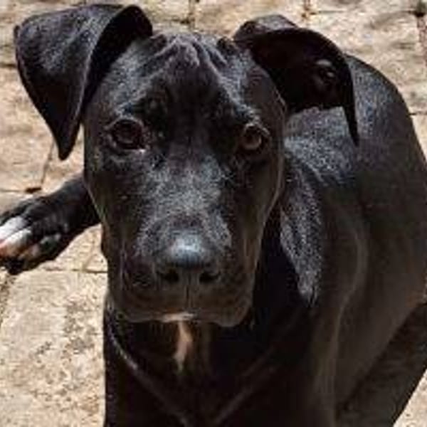 Vittorio — Cruzado