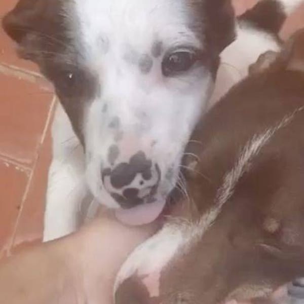 Jely — Podenco Canario