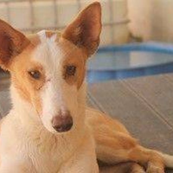 Bongo — Podenco Ibicenco