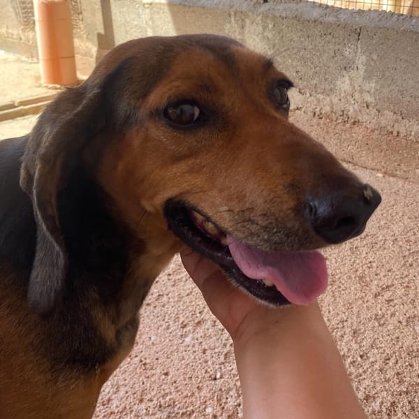 PUCK — Segugio Italiano