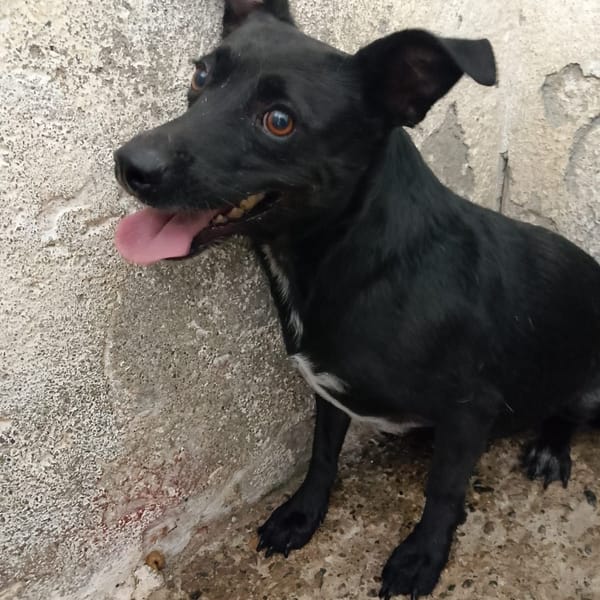 ORNELLA — Incrocio