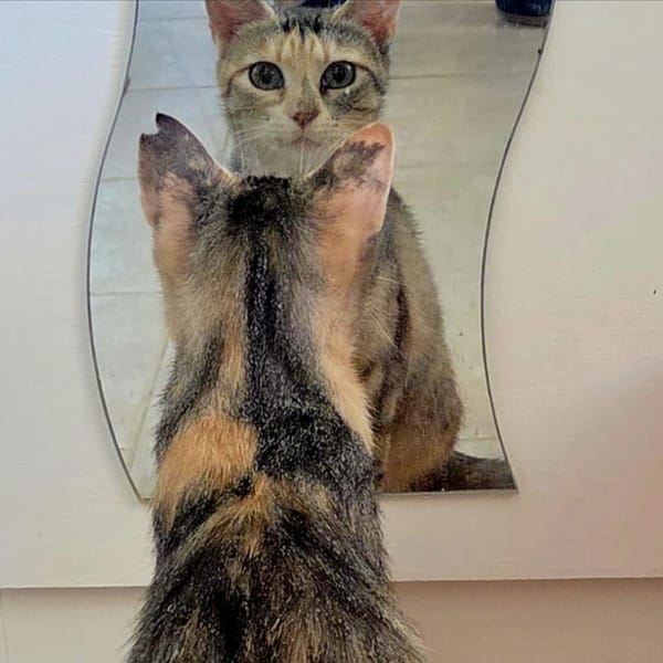 PISPAS — Gato Común Europeo