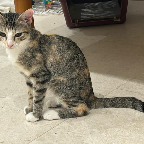 CARLA — Gato Común Europeo