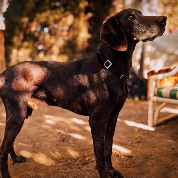 Castaño — Braco Alemán