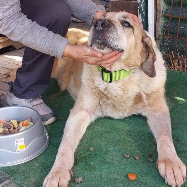 Farru — Mastín De Los Pirineos