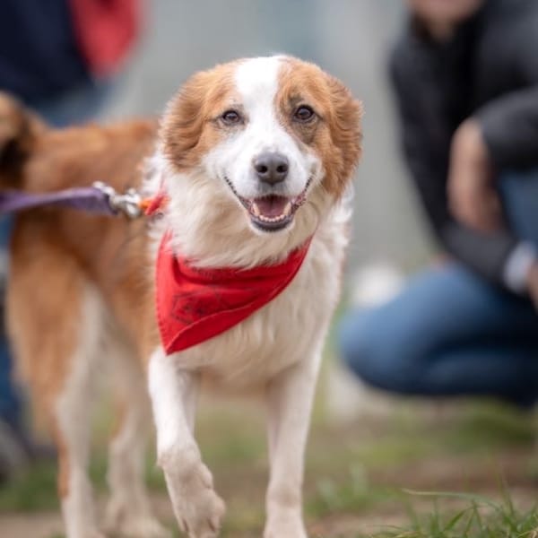 Aslan — Border Collie
