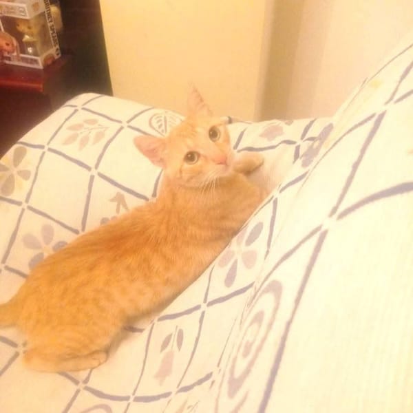 Tiki — Gato Común Europeo