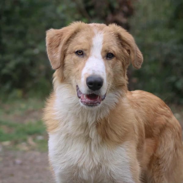 Mawassi — Croisé / Autre