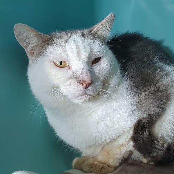 JEAN ERIC CHA — Européen