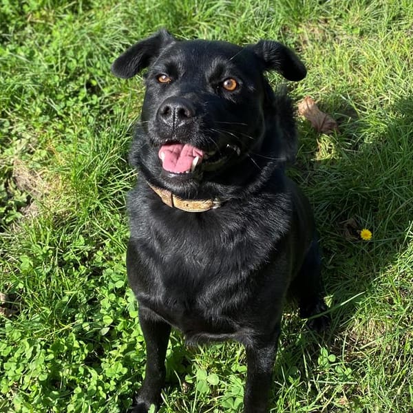 Tania — Labrador Retriever
