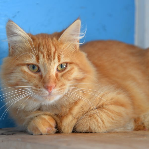 FOZZIE — Européen