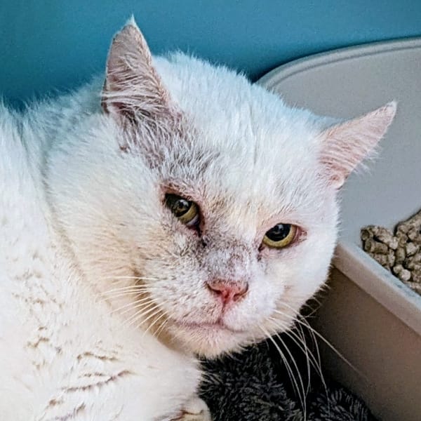 FENOUIL — Européen