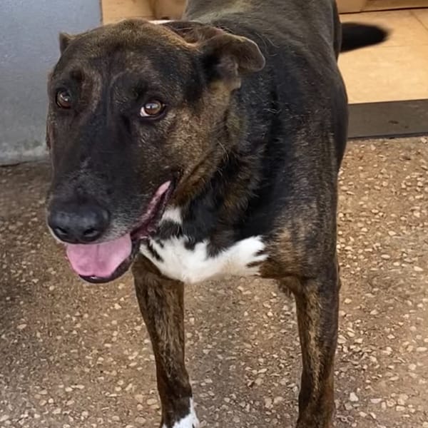 BULLY — Bull Terrier