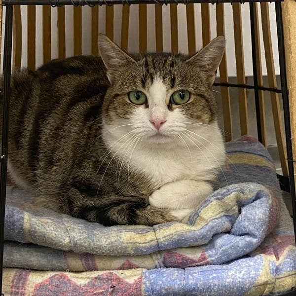 SPEEDY — Européen