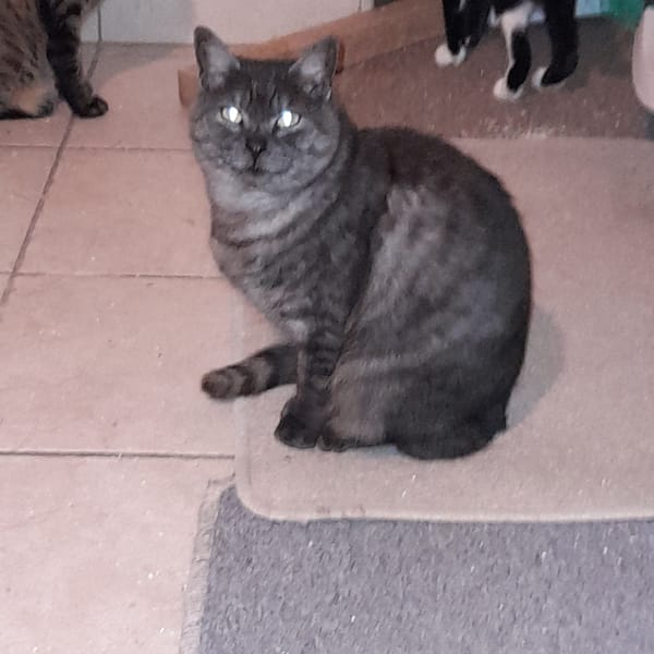 Ariel chatte adulte — Unknown