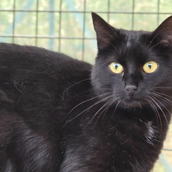 PALISSE — Européen