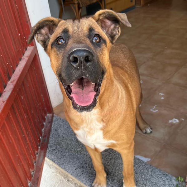 BUBA (Martina) — Croisé