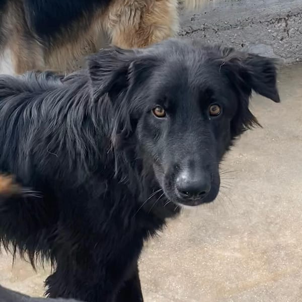 ANUBI — Pastore Belga