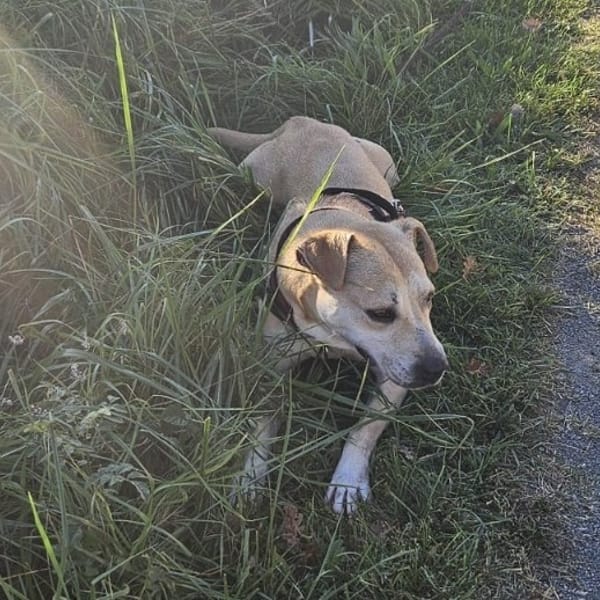 Paulette — Labrador Retriever