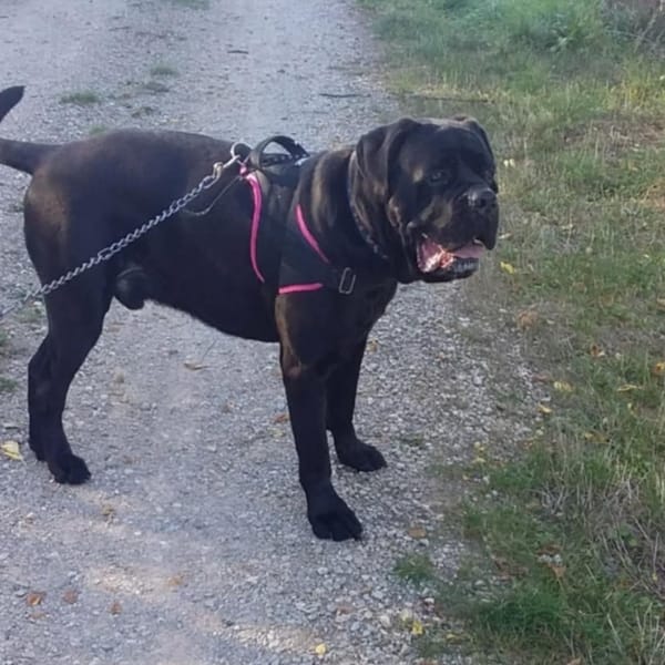 Rider — Cane Corso
