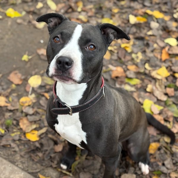 ATHENA  PAA22428 — Croisé / Autre