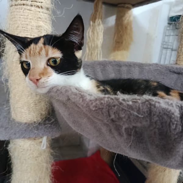 LINDA — Gato Común Europeo