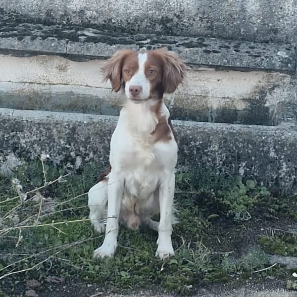 RIO — Spaniel Bretón