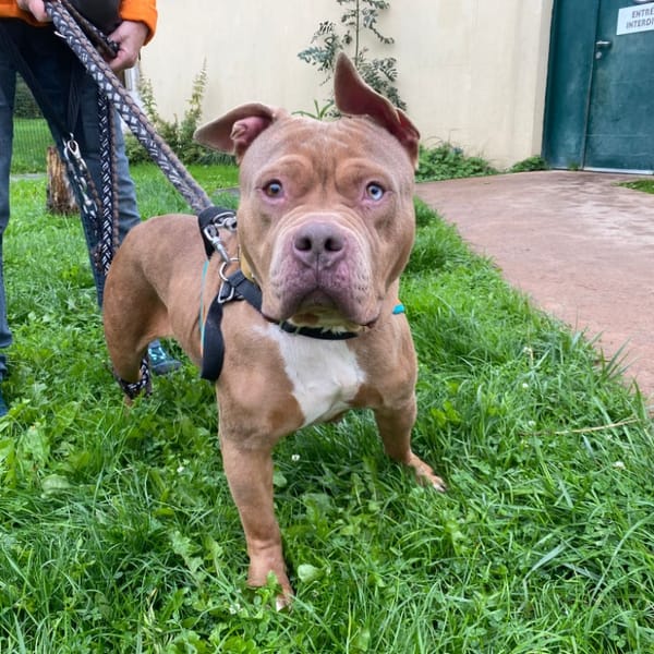 PAA23030 SOOKIE — Croisé / Autre