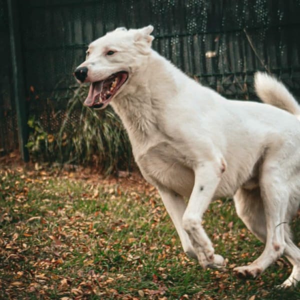 Black — Croisé / Autre