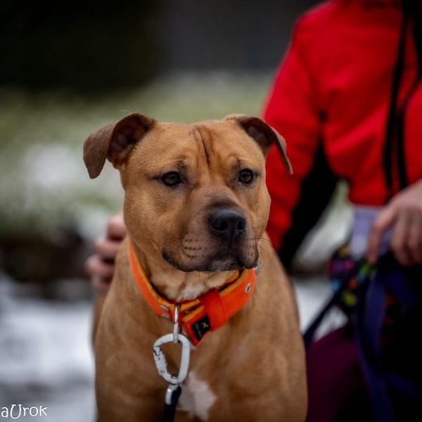Aron — Amstaff/pitbull