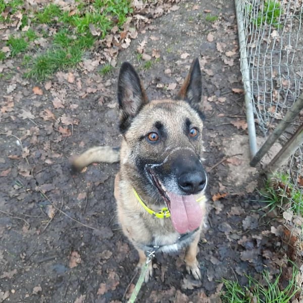 NINJA OAA19901 — Malinois