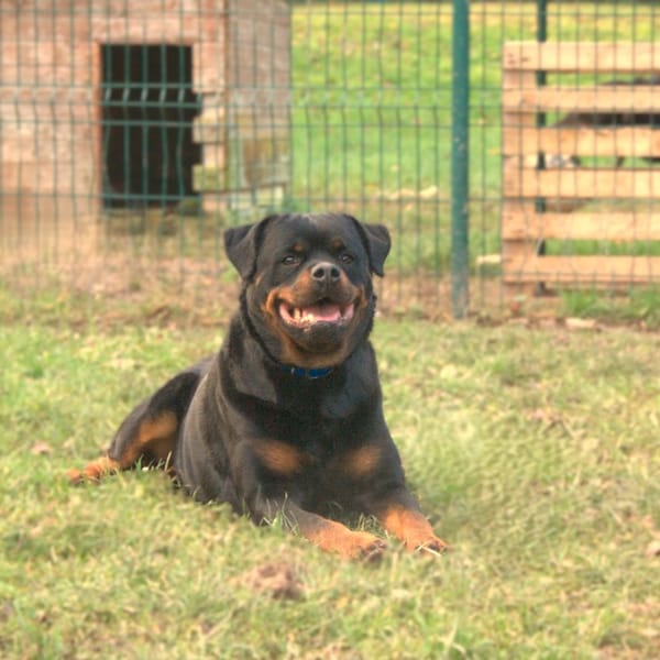 Panthère — Rottweiler