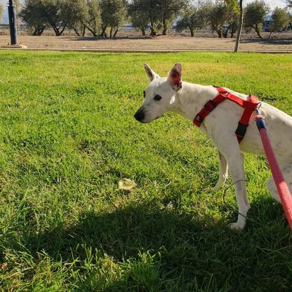 Sabina — Bodeguero