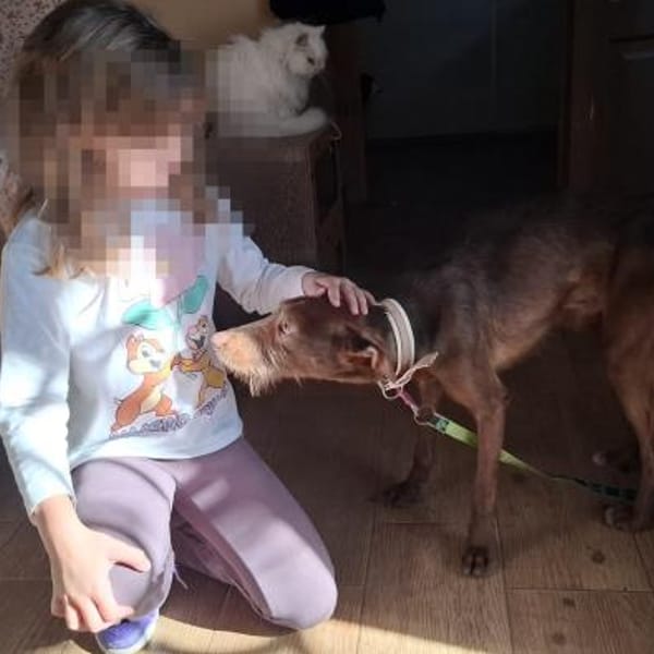 Tony — Podenco Canario