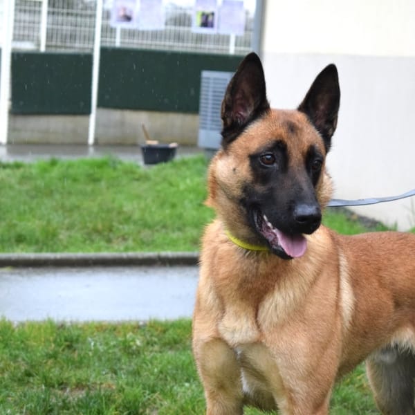 MUZO — Malinois