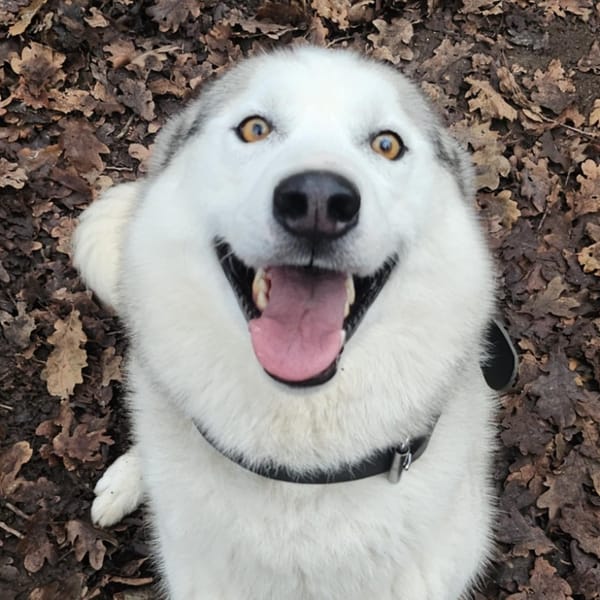 SHADOW — Husky De Sibérie