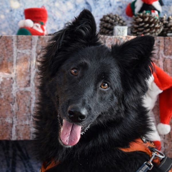 KAYLHI — Croisé / Autre