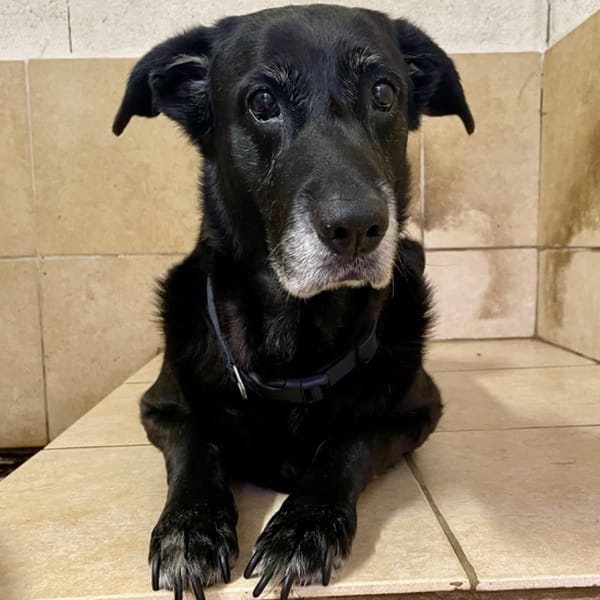 ODIN — Croisé / Autre