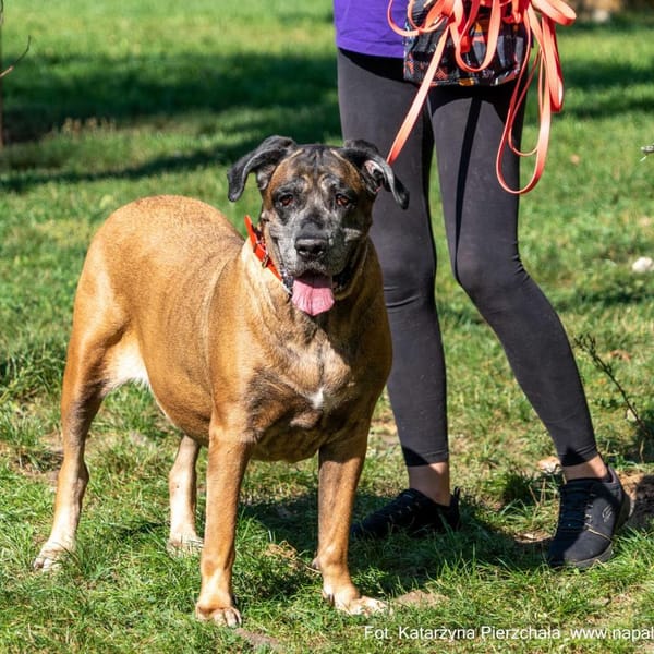 Summer — Cane Corso
