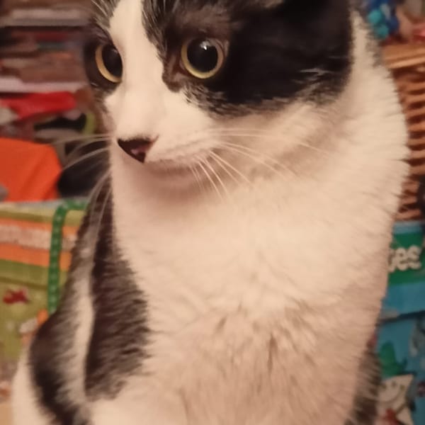 Apple — Gato Común Europeo