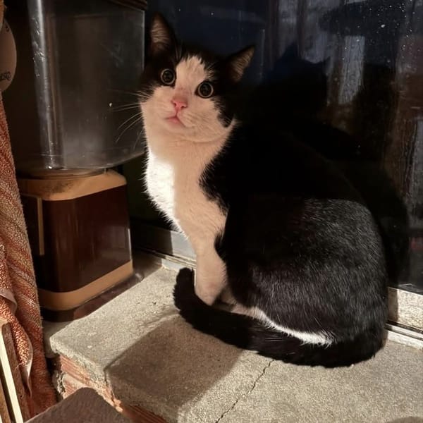 Piano — Gato Común Europeo