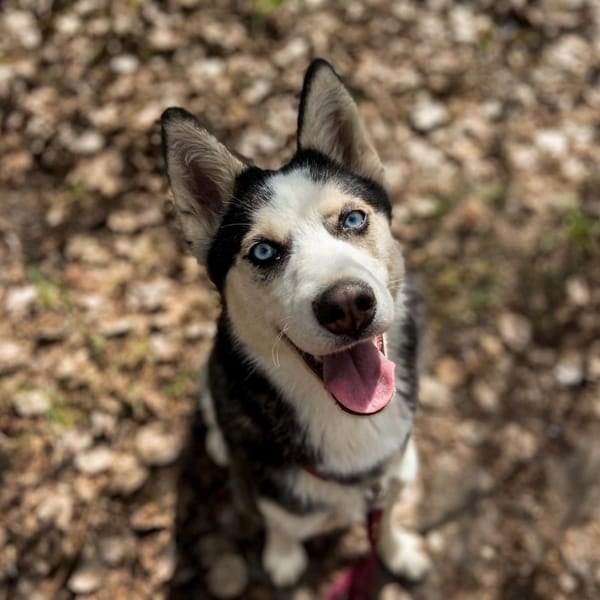 Gigi — Husky Syberyjski