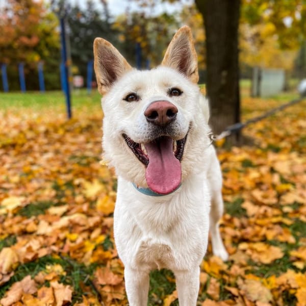 Hunter — Husky Syberyjski