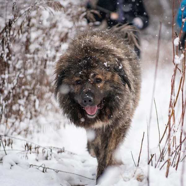 Hubert — Owczarek Kaukaski