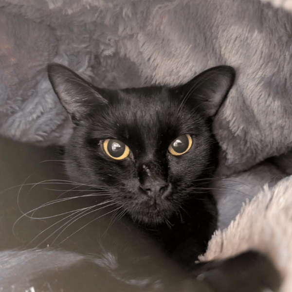 MOON A17186 — Européen