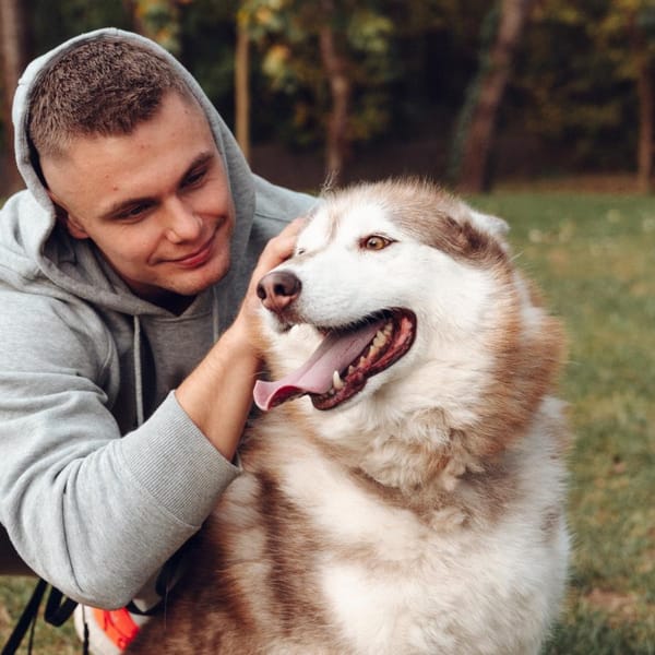 Conan — Husky Syberyjski