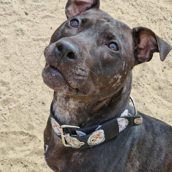 Eris — Amstaff American Staffordshire Terrier