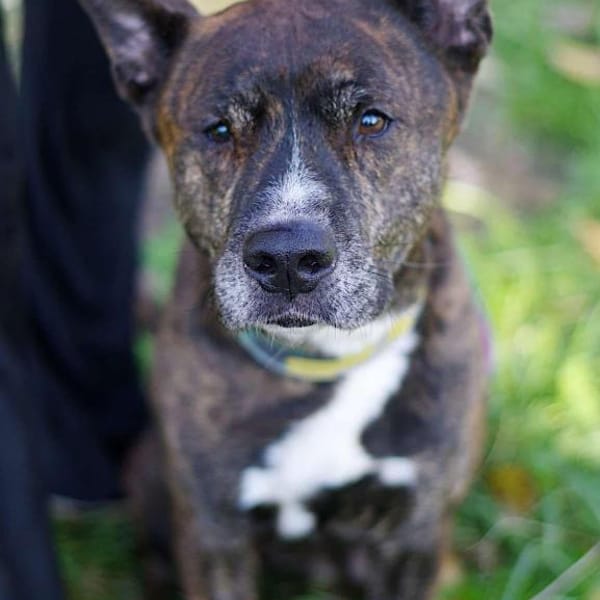 Burbon — Amstaff/pitbull